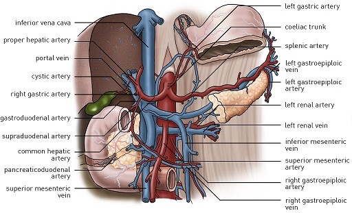 Celiac Axis