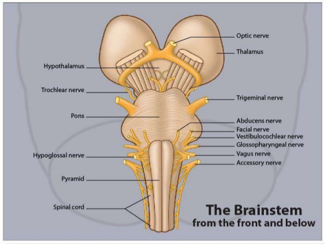 Brainstem