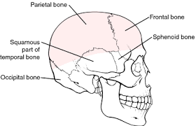 Calvaria - Side View