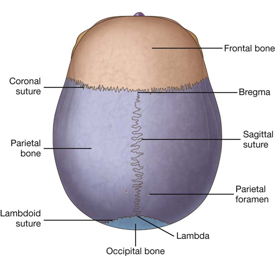 Calvaria - Top View