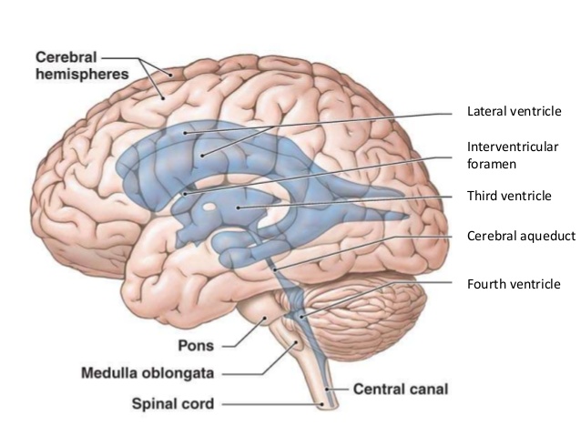 Cerebral Ventricles