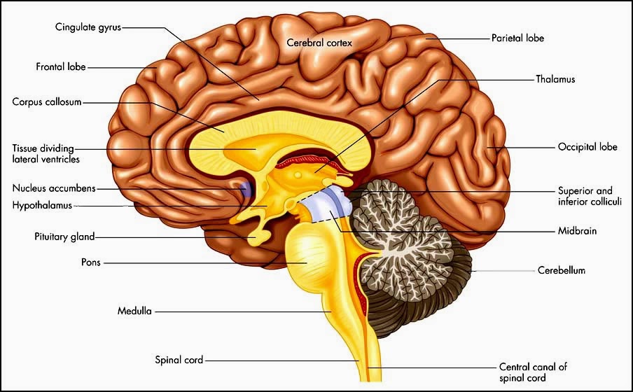 Cerebrum