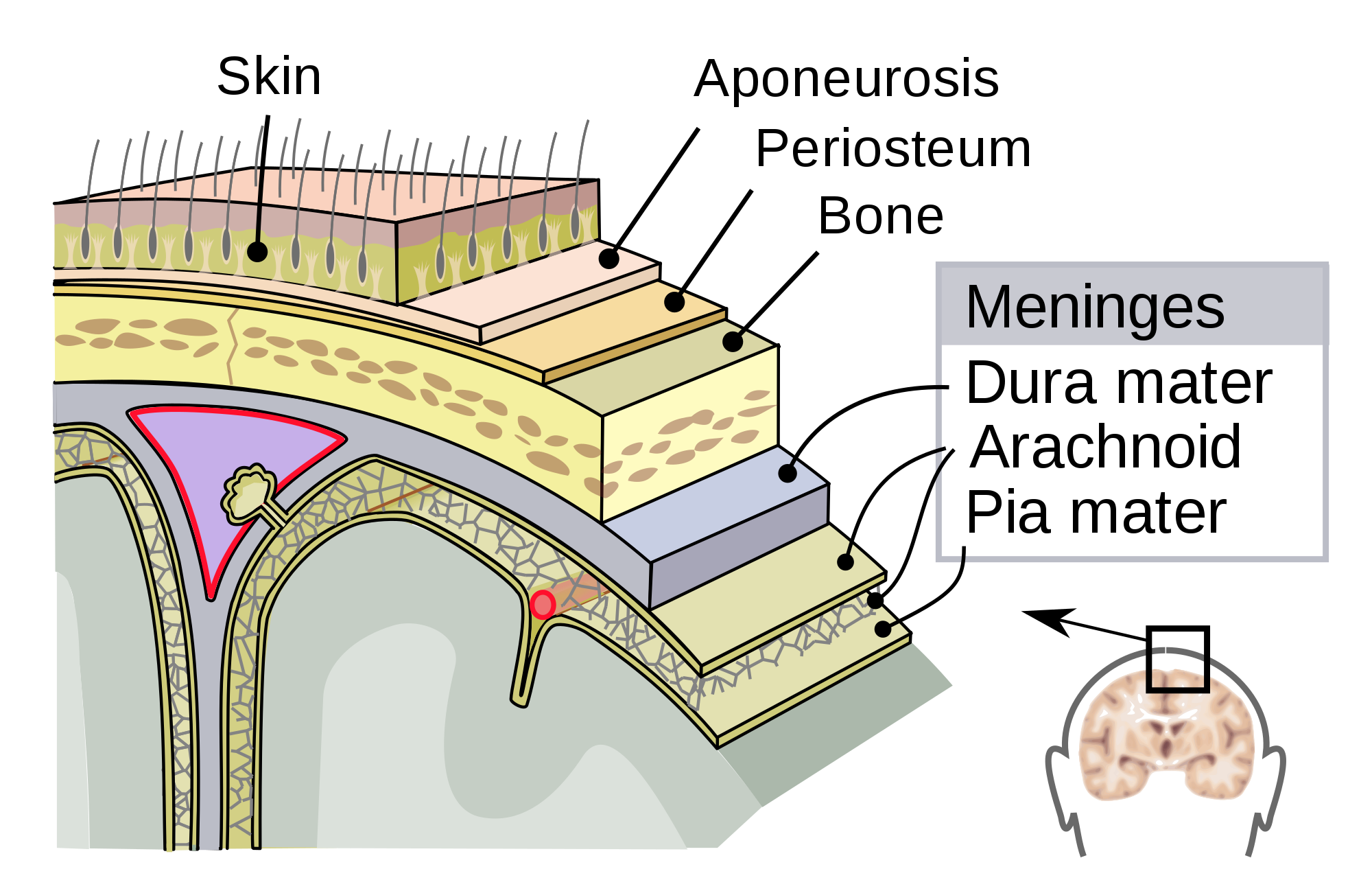 Meninges