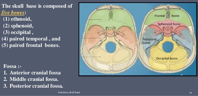 Bones of the Base of the Skull
