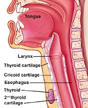 Lateral Neck Anatomy