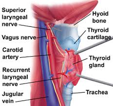 Lateral Neck Anatomy