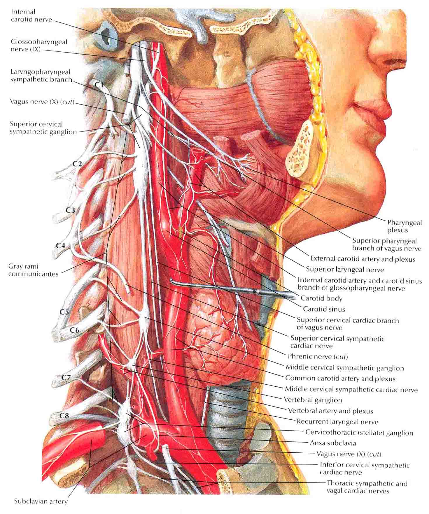 Lateral Neck Anatomy