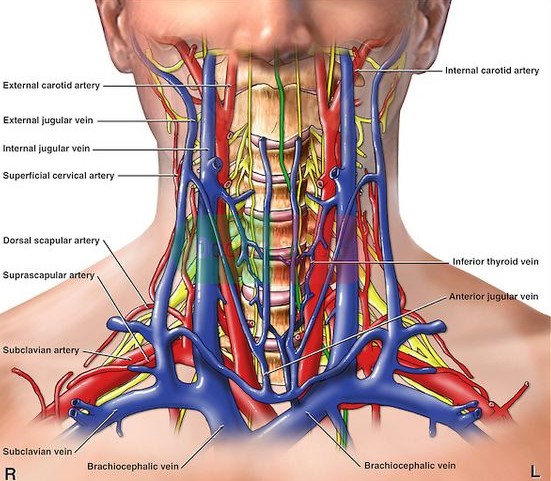 Vascular Anatomy of the Neck