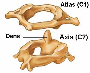 Atlas (C1) and Axis (C2)