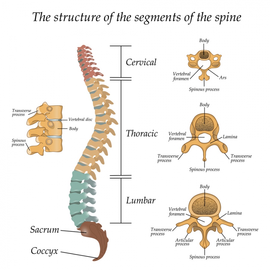 Spinal Column