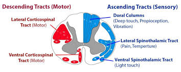 Clinically Assessible Spinal Cord Tracts