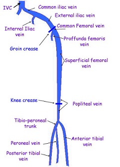 Deep Veins of the Lower Extremity