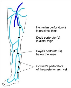 Perforator Veins of the Lower Extremity