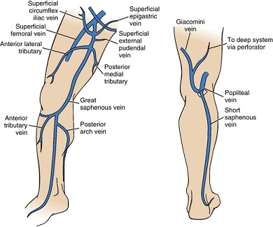 Superficial Veins of the Lower Extremity