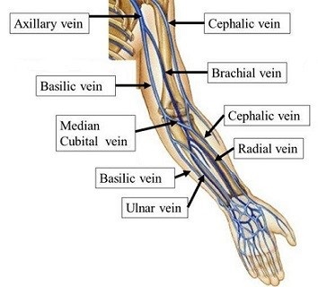 Major Veins of the Upper Extremity