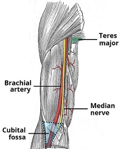 Brachial Artery