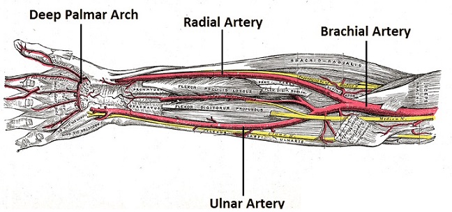 Forearm Arteries