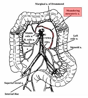 SMA and IMA collaterals