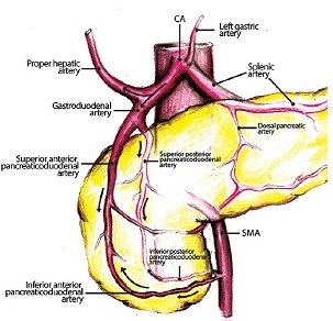 Celiac and SMA collaterals