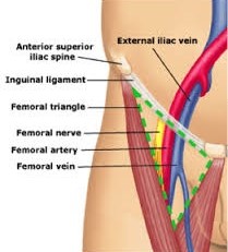 Vascular anatomy of the Femoral Triangle