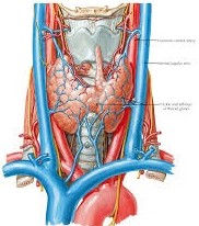 Vascular Anatomy of the Neck